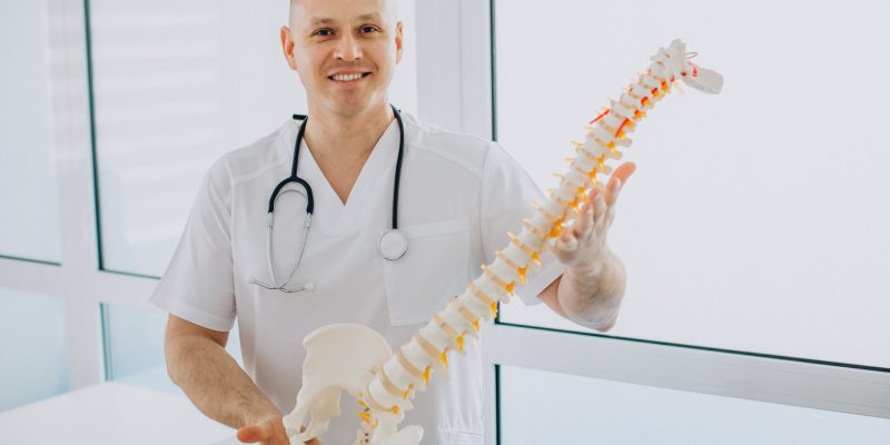 Vertebrae physiotherapist holding artificial spine